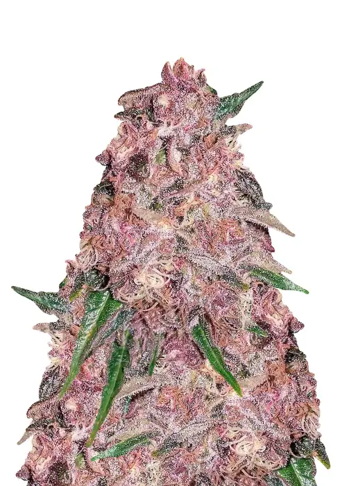 Purple Punch Fast Version by Dutch Genetics, Autoflower cannabis strain