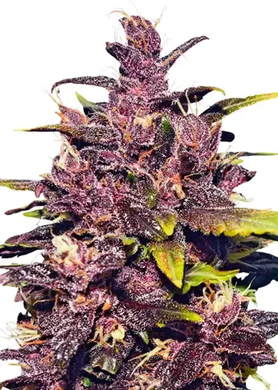 Purple Punch Feminized by Seeds Genetics Co., Photoperiod cannabis strain