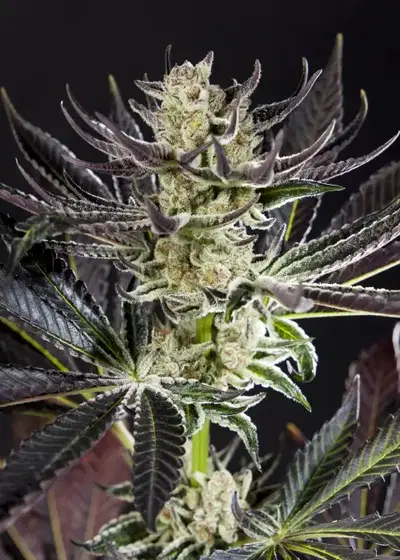 Purple Punch x Do-si-dos by Philosopher Seeds, Photoperiod cannabis strain