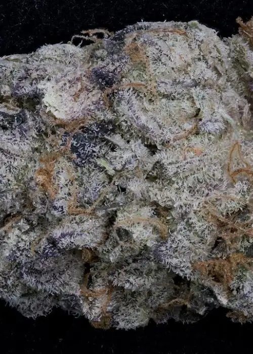 Purple Punch by STRNG Seeds, Photoperiod cannabis strain