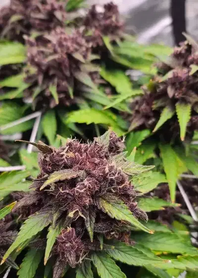 Purple Red Kush Auto by NukeHeads, Autoflower cannabis strain