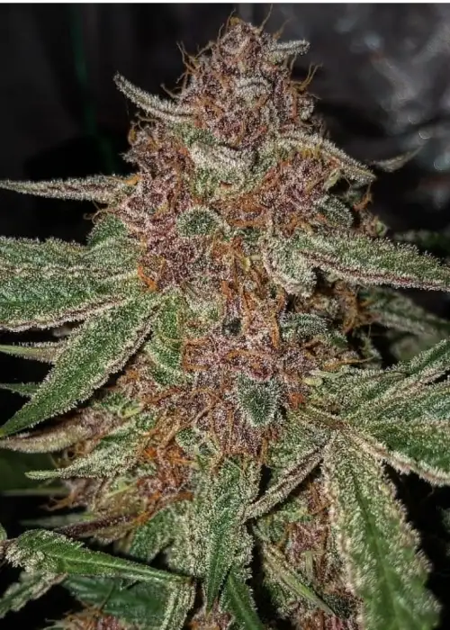 Purple Roc Berry Auto V2s by Roc Bud Inc Genetics, Autoflower cannabis strain