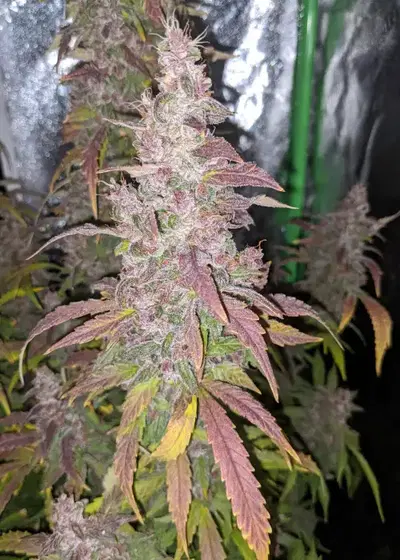 Purple Roc Berry V1 by Roc Bud Inc Genetics, Autoflower cannabis strain