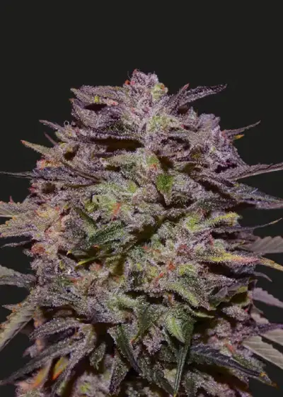 Purple Russian Express by Kalashnikov Seeds, Photoperiod cannabis strain