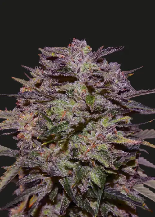 Purple Russian Express by Kalashnikov Seeds, Photoperiod cannabis strain