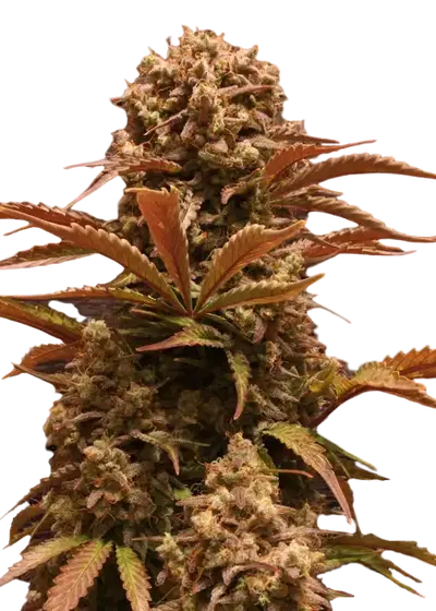 Purple Ryder by Joint Doctor Lowryder, Autoflower cannabis strain