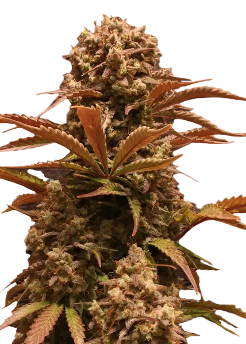 Purple Ryder by Joint Doctor Lowryder, Autoflower cannabis strain