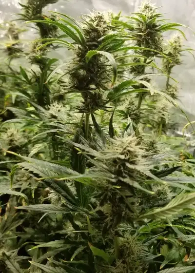 Purple Scoop Auto by Roc Bud Inc Genetics, Autoflower cannabis strain
