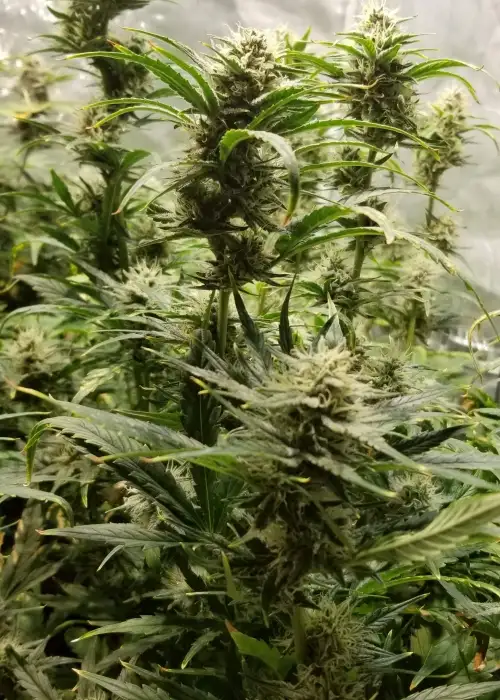 Purple Scoop Auto by Roc Bud Inc Genetics, Autoflower cannabis strain