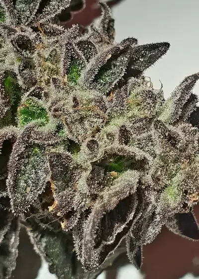 Purple Sherbert Ice Cream by Holy Smoke Seeds, Photoperiod cannabis strain