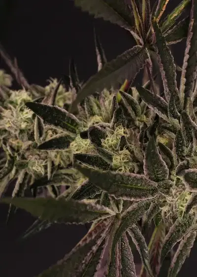 Purple Shot by Exotic Seed, Photoperiod cannabis strain