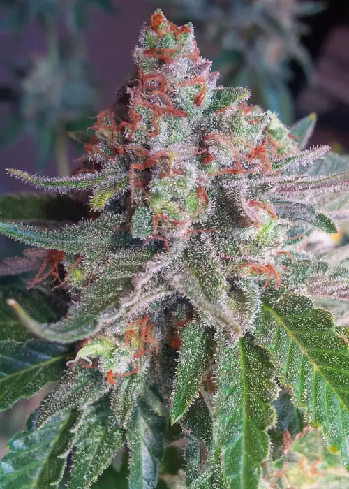 Purple Skunk Mass by Critical Mass Collective, Photoperiod cannabis strain