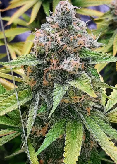 Purple Star Killer by I49 Seed Bank, Photoperiod cannabis strain