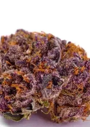Purple Stardawg by Discreet Seeds, Photoperiod cannabis strain