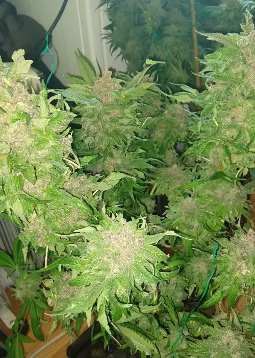 Purple Strawberry Bliss by Pheno Finder Seeds, Photoperiod cannabis strain