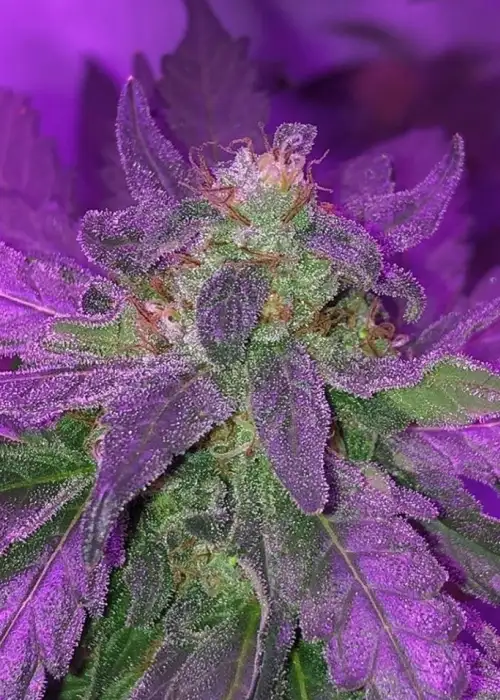Purple Strawberry Sherbert by Pheno Finder Seeds, Photoperiod cannabis strain