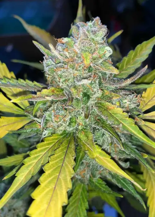 Purple Sunset Auto by Philosopher Seeds, Autoflower cannabis strain