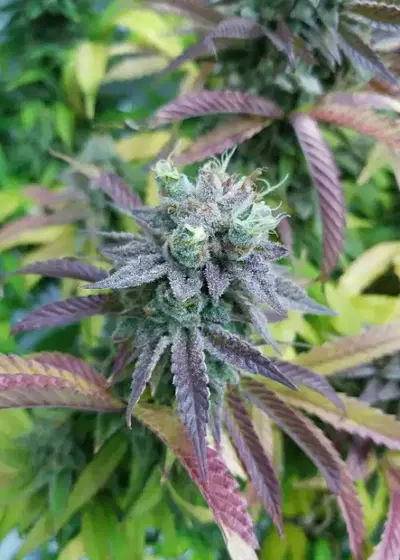 Purple Tangerine by G.O.A.T Genetics, Photoperiod cannabis strain