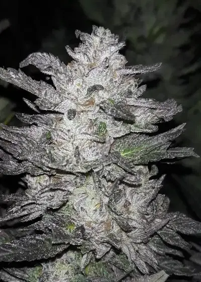 Purple Turnover by Equilibrium Genetics, Photoperiod cannabis strain
