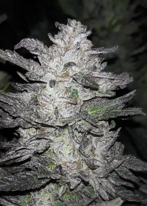 Purple Turnover by Equilibrium Genetics, Photoperiod cannabis strain