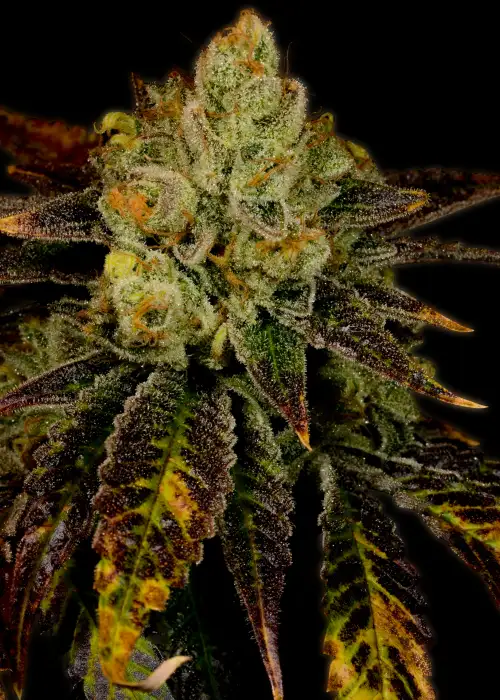 Purple Urkle by Pyramid Seeds, Photoperiod cannabis strain