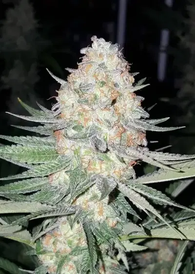 Purple Valley OG by Grand Daddy Purp, Photoperiod cannabis strain