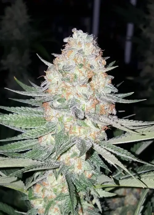 Purple Valley OG by Grand Daddy Purp, Photoperiod cannabis strain