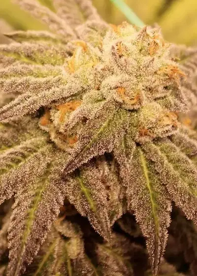 Purple Vapor by Dungeons Vault Genetics, Photoperiod cannabis strain