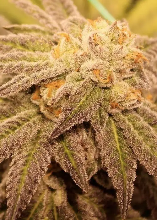 Purple Vapor by Dungeons Vault Genetics, Photoperiod cannabis strain