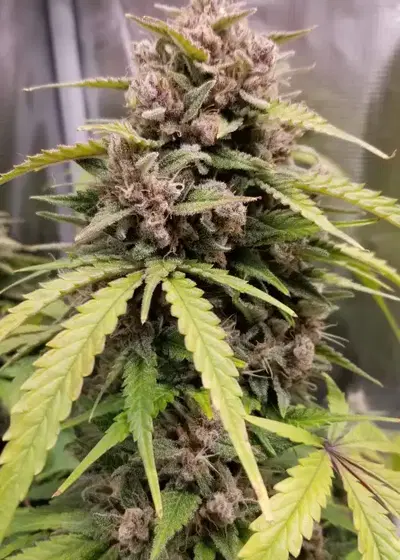 Purple Wedding Glue Auto by Aeque Genetics, Autoflower cannabis strain