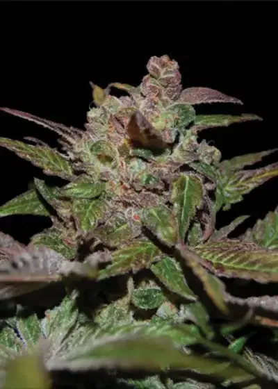 Purple Wreck by Reserva Privada, Photoperiod cannabis strain