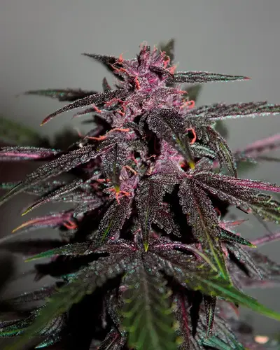 Purplediol Auto CBD by Elite Seeds, Autoflower cannabis strain