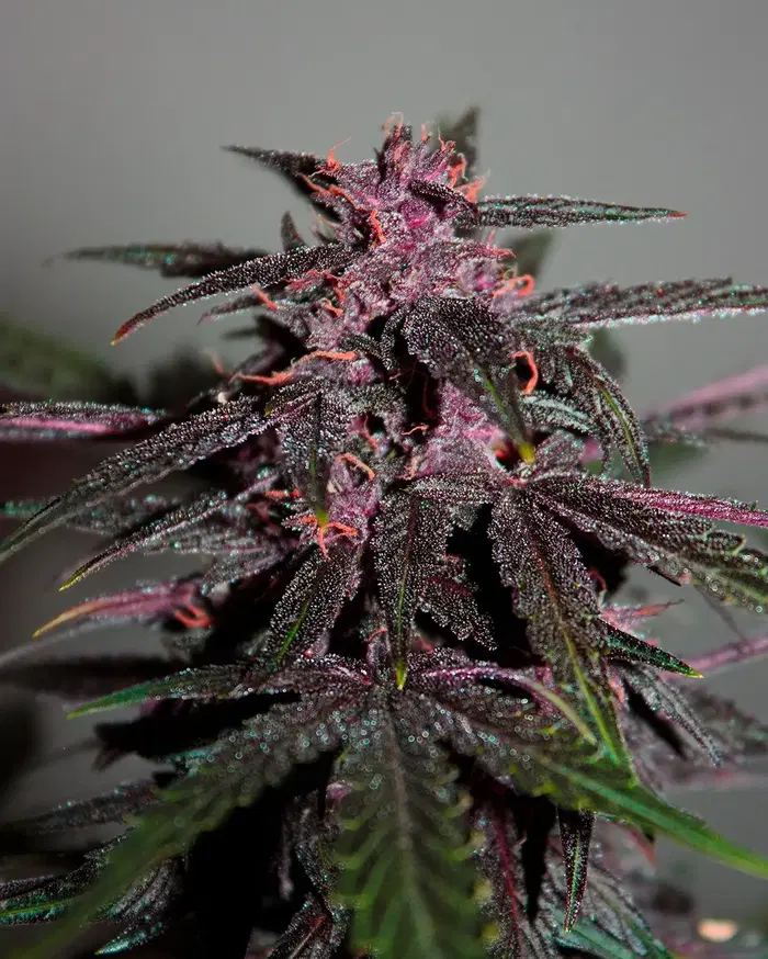 Purplediol Auto CBD by Elite Seeds, Autoflower cannabis strain