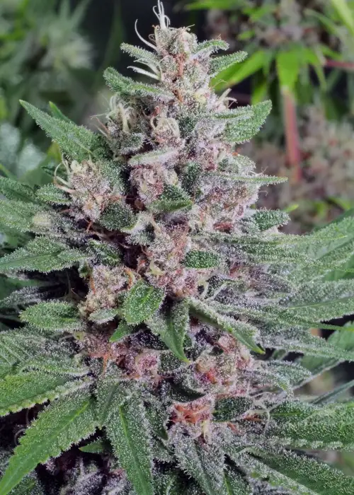 PuTang Nevil Chem by Mass Medical Strains, Photoperiod cannabis strain