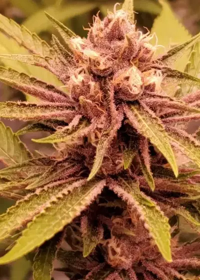 PuTang S1 by Mass Medical Strains, Photoperiod cannabis strain