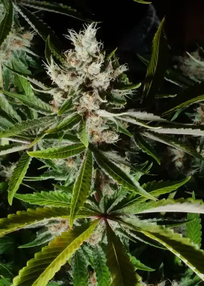 PuTang by Mass Medical Strains, Photoperiod cannabis strain