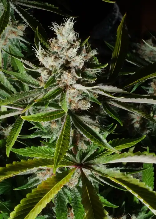 PuTang by Mass Medical Strains, Photoperiod cannabis strain