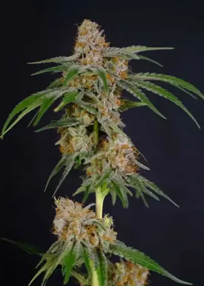 Putin’s Punch by President Seeds, Photoperiod cannabis strain
