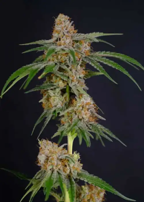 Putin’s Punch by President Seeds, Photoperiod cannabis strain