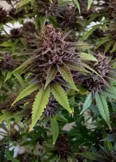 QC Black Gold by Quebec Cannabis Seeds QCS, Photoperiod cannabis strain