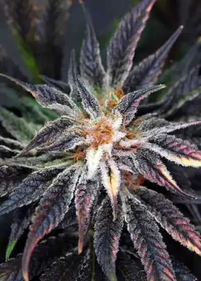 Qleaner by TGA Genetics Subcool Seeds, Photoperiod cannabis strain