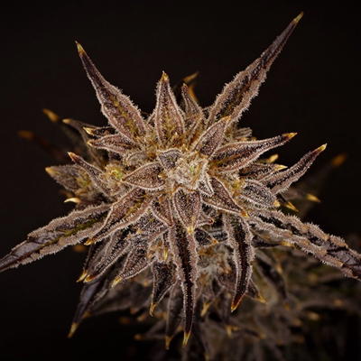 Quad Cab by Brothers In Farms, Autoflower cannabis strain