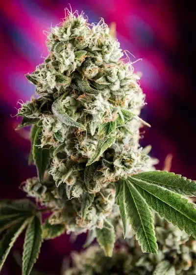 Quantum Kush by Homegrown Natural Wonders, Photoperiod cannabis strain