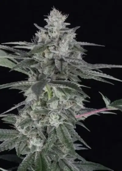 Quebec Blast by Quebec Cannabis Seeds QCS, Photoperiod cannabis strain