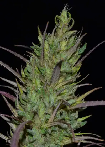 Queen Mother by Original Delicatessen, Photoperiod cannabis strain