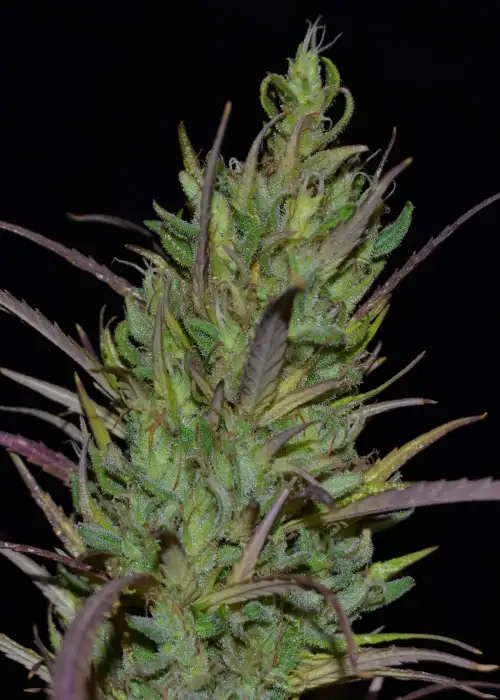Queen Mother by Original Delicatessen, Photoperiod cannabis strain