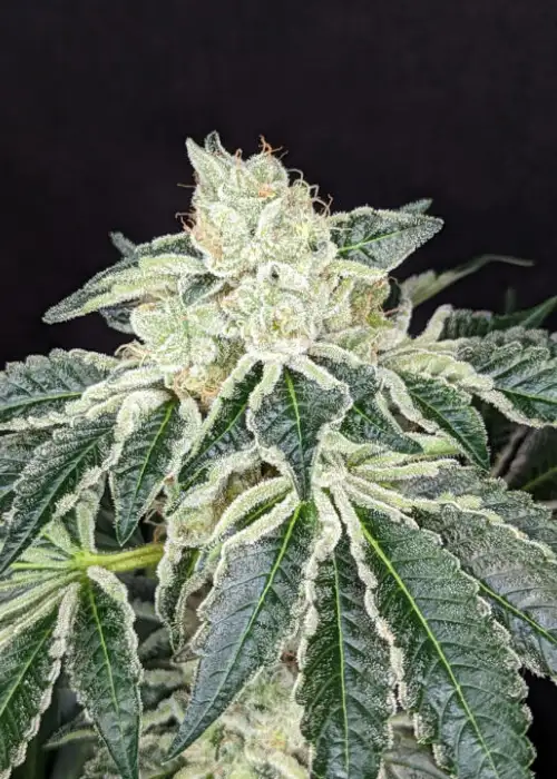 Queen Of Diamonds by Twenty20, Photoperiod cannabis strain