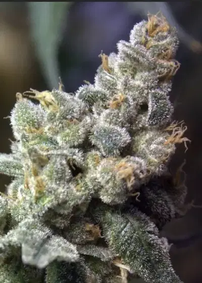 Queen of Hearts by Norstar Genetics, Photoperiod cannabis strain
