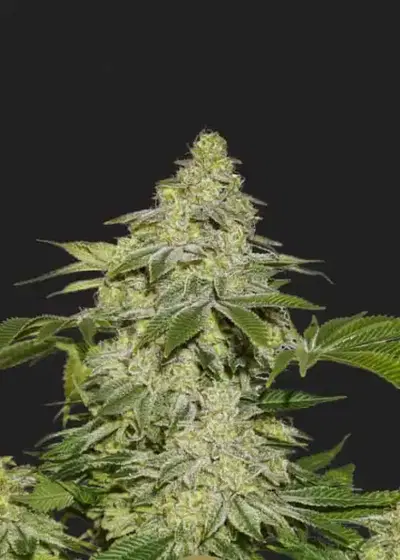 Queen of Sheba Autoflower by President Seeds, Autoflower cannabis strain