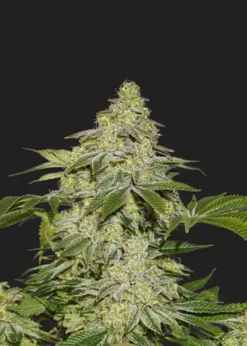 Queen of Sheba Autoflower by President Seeds, Autoflower cannabis strain